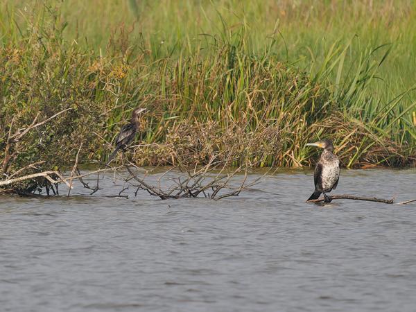 Pygmy cormorant (Microcarbo pygmaeus)